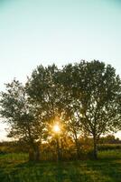 dos arboles en un campo a puesta de sol foto