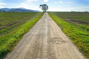 Road with tree photo