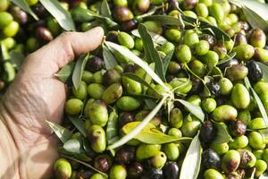 The olive harvest photo