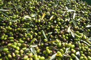 The olive harvest with nets photo