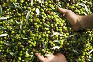 The olive harvest photo