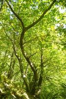 Beech forest late summer photo