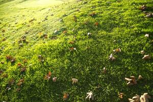 Dry leaves on a lawn photo