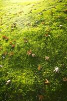 Dry leaves on a lawn photo