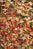 The leaves of persimmon photo