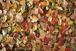 The leaves of persimmon photo