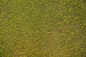 la hierba en un campo de golf foto