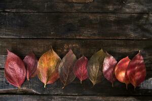 The leaves of persimmon photo