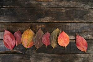 The leaves of persimmon photo