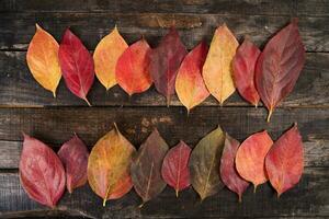 The leaves of persimmon photo