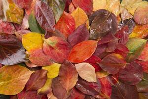 The leaves of persimmon photo