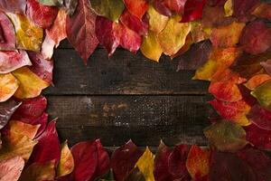 The leaves of persimmon photo