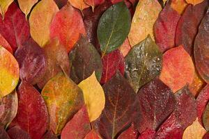 The leaves of persimmon photo