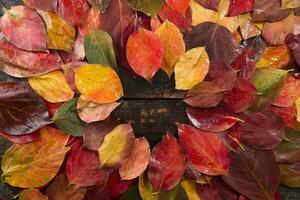 The leaves of persimmon photo