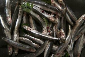 a pile of sardines with parsley on top photo