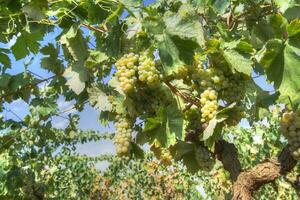 Rows of grapes photo