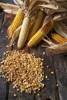 Dried corn cob photo