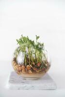 Small lentil sprouts photo