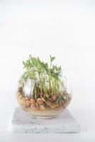 Small lentil sprouts photo