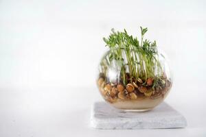 Small lentil sprouts photo