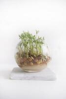 Small lentil sprouts photo