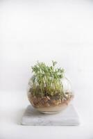 Small lentil sprouts photo