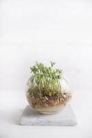 Small lentil sprouts photo