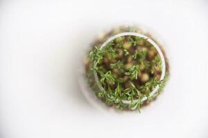 Small lentil sprouts photo