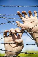 Hands in barbed wire photo