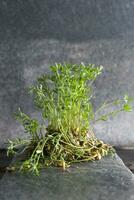 Small lentil sprouts photo
