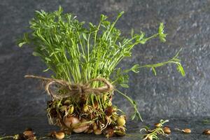 Small lentil sprouts photo