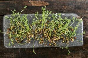 Small lentil sprouts photo