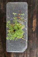Small lentil sprouts photo