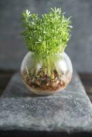 Small lentil sprouts photo