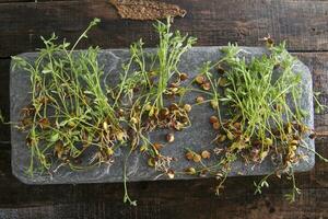 Small lentil sprouts photo