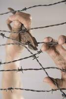 Hands in barbed wire photo