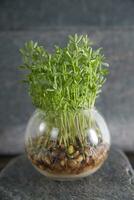 Small lentil sprouts photo