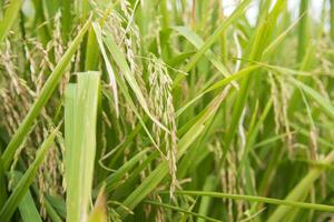 cultivo de arroz planta foto
