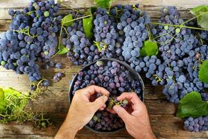 Grains of black grapes photo