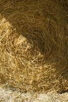 Straw for horses photo