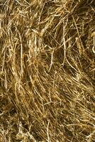 Straw for horses photo