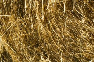 Straw for horses photo