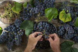 Grains of black grapes photo