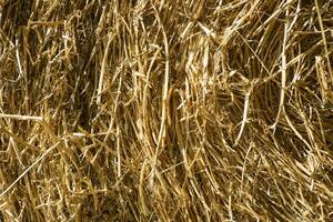 Straw for horses photo