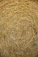 Straw for horses photo