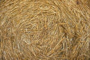 Straw for horses photo
