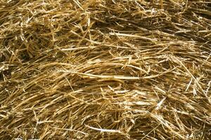 Straw for horses photo