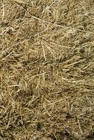 Straw for horses photo