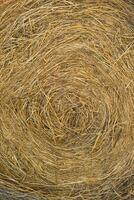 Straw for horses photo