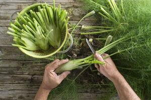 Preparation of fennel photo